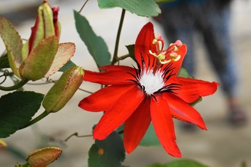 red passion flower - Lady Margaret