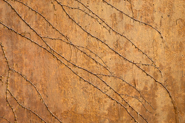 Close up of rust stained cement wall with vines
