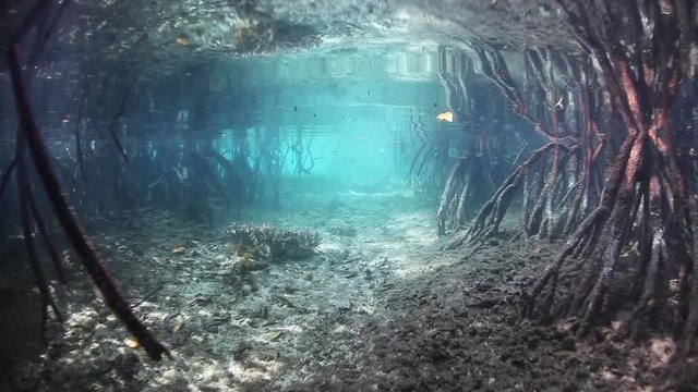 Submerged Mangrove Forest in Raja Ampat