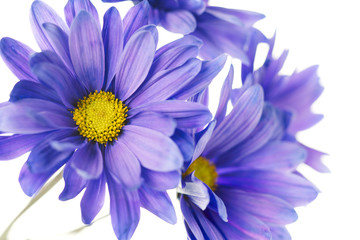 macro image of violet daisy