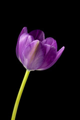 pink flower isolated on dark background.