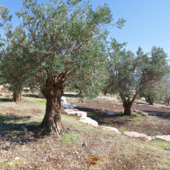 Olive Grove