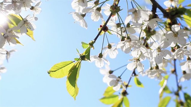Mild early morning sun shining through white cherry flowers blossoms blooming on branches of a tree trembling in breeze wind at light blue sky background - close up