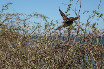 makiskorpio Danimarca Copenaghen