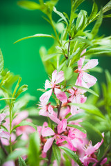 Blossoming almond steppe. Shallow depth of field.