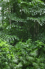 Naklejka na ściany i meble Lush green tropical jungle
