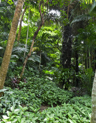 Lush green tropical jungle