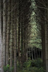 Fototapeta premium Trees in the forest