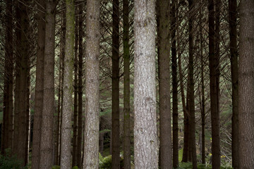 Trees in the forest