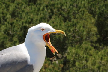 Screaming sea gull Larus michahellis