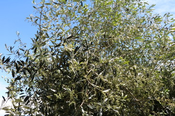 Olive branch in spring, Italy