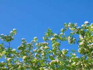 Fototapeta na wymiar Flowering apple tree on the background of the sky with copy space.