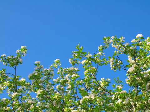 Flowering apple tree on the background of the sky with copy space.