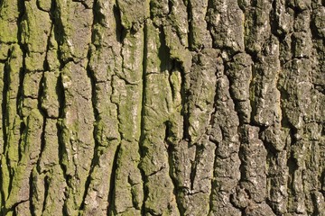Tree bark texture