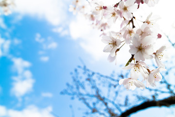 桜と青空