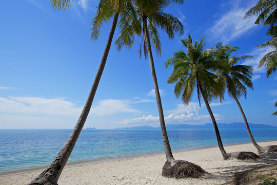 beautiful tropical beach white sand coconut tree with blue sky o
