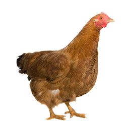 Brown hen isolated on white
