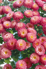 Chrysanthemum flowers background