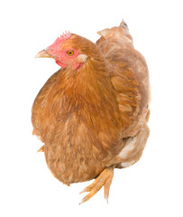 Brown hen isolated on white