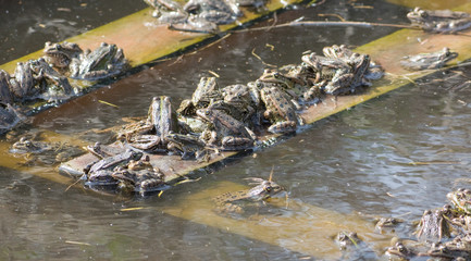 Group of frogs in the farm
