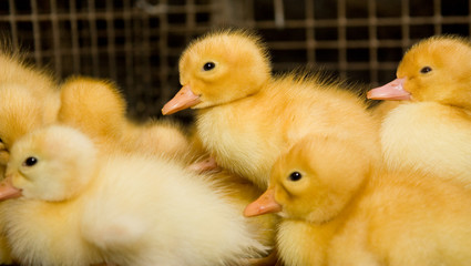 Little yellow ducklings. Poultry farm