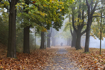 Misty evening in old park