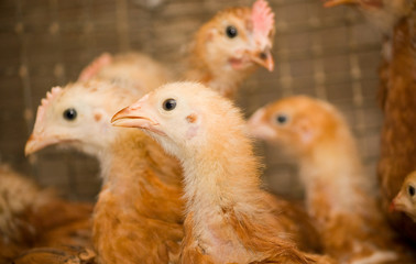 Brown chickens in a cage. Poultry farm