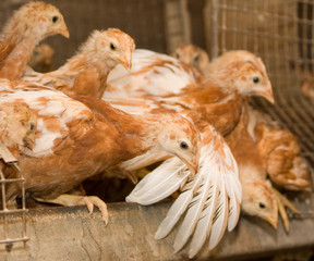 Young chickens in a cage on a chicken farm