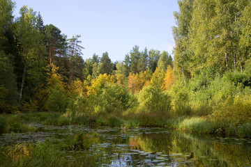 Fototapeta na wymiar September in the backwaters of the river Meza. Kostroma region, Russia