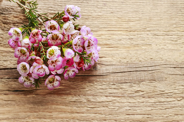 Pink chamelaucium (wax flower) on wooden background