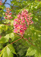 Fleischrote Rosskastanie, Purpurkastanie, Aesculus, Blütenstand