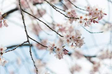 桜と木