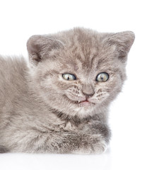 portrait of a smiling kitten. isolated on white background