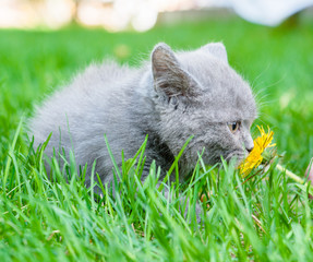 Naklejka na ściany i meble kitten sniffs a dandelion in the green grass
