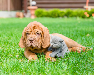 Bordeaux puppy dog and small kitten lying together on green gras