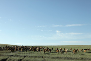 hills, cows, animals, clouds, summer, steppe, Kazakhstan