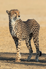Alert Cheetah