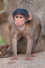 Baby chacma baboon