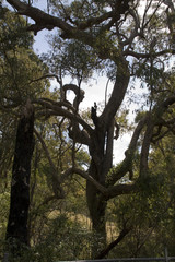 Fototapeta na wymiar Eukalyptusbaum - Australien