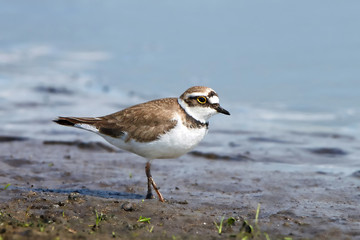 Little ringed plover (Charadrius dubius)