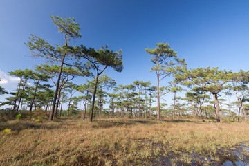 Obraz premium Travel landscape - blue sky and pine trees .