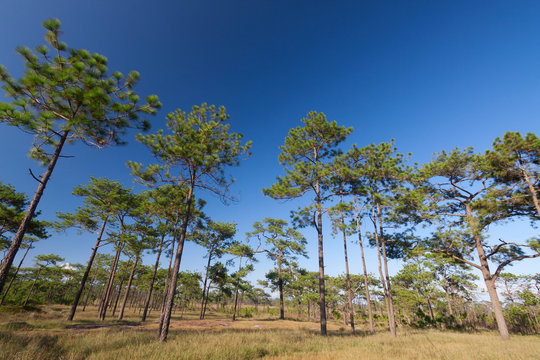 Travel landscape - blue sky and pine trees .
