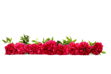 Bouquet of red peony flowers isolated on a white