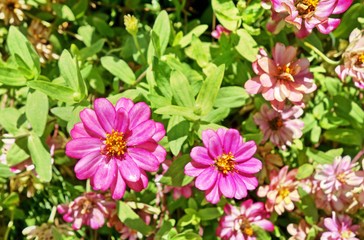 Fototapeta premium pink zinnia flower in garden