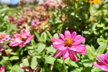 Fototapeta premium pink zinnia flower in garden