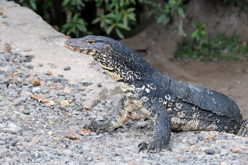 Monitor lizard in the wild on the island of Sri Lanka