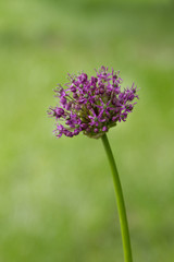 Obraz premium large onion flower