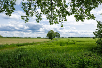 Fototapeta na wymiar View to wheat farmining land at Kempen