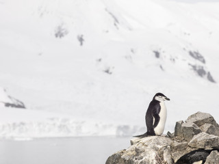 Obraz premium chinstrap penguin in antarctica