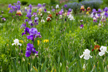Obraz na płótnie Canvas iris flowers in the flowerbed